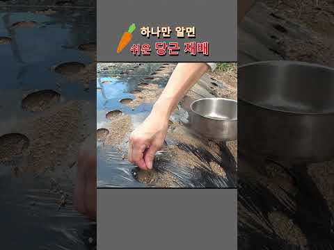 하나만 알면되는, 쉬운 당근 재배방법 #shorts  #farming #gardening