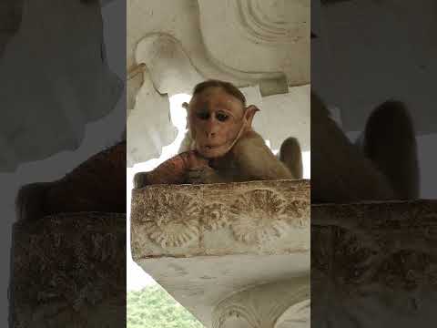 Monkey  #monkeyeating #funnyshorts #monkeyplay #funnymonents #kaiwara