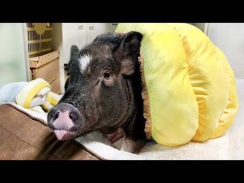 When the room is cold, the pig acts like this.