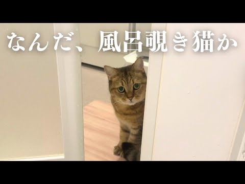 当たり前な顔して風呂を覗きに来る猫どうにかしてくれます？