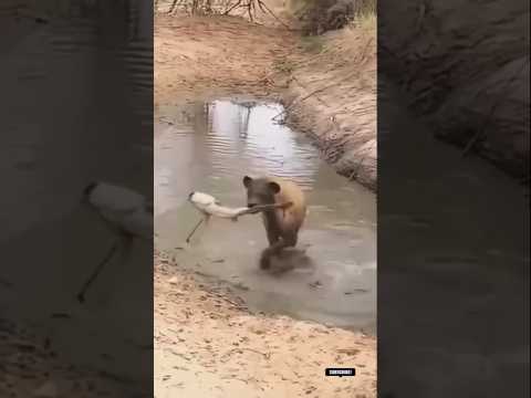 Hyena vs fish 🐠🐟lakadbakha #shorts#funny#comedy#viral