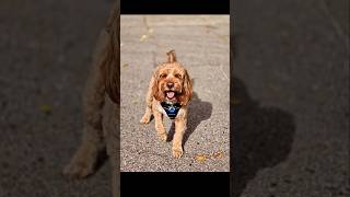 Good morning❤️#JOY#COCKAPOO #dogvlog #puppyjoy#cockapoopuppy #cute#puppy#cuteanimal