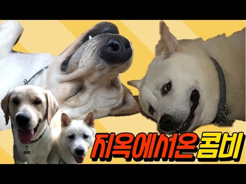 대환장 파티! 우리집 사고뭉치들