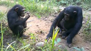 Rescued Chimps Discover a Tortoise!