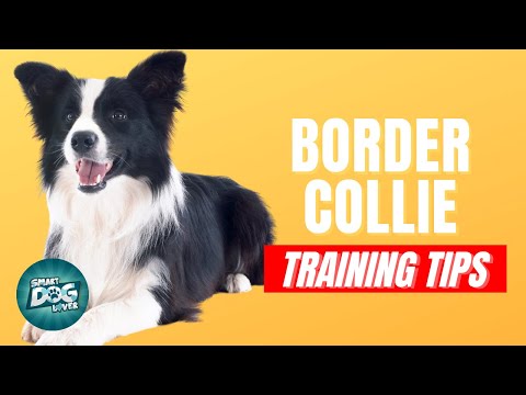 How to Train Your Border Collie | Best Border Collie Puppy Training Tips