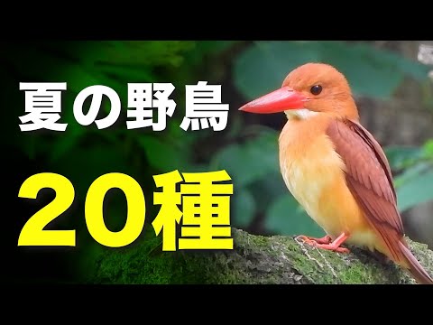 夏の野鳥たちの魅力を解説します！【さえずり＆音声解説】