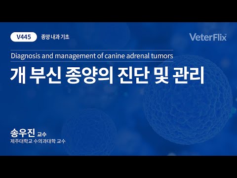 [베터플릭스][종양 내과 기초] 개 부신 종양의 진단 및 관리(Diagnosis and management of canine adrenal  tumors)