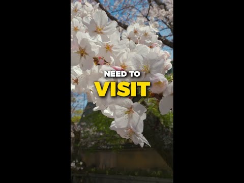 Cherry Blossoms Walk: The Philosopher's Path - Kyoto, Japan #Sakura