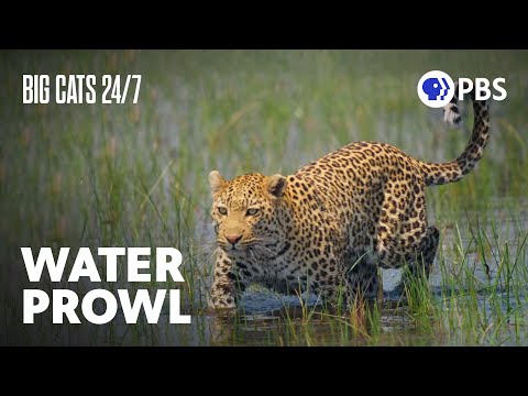 Tensions Rise When A Male Leopard Arrives on the Floodplain | Big Cats 24/7 | PBS