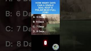 Quiz-Polar Bears  #quiz #trivia # #triviatime #triviamania #animaltrivia #animalquiz #polarbears