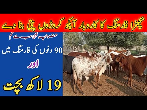 Bachra Farming in Pakistan|Business ideas of Pakistan|Best ideas of Business|Frisian Cow farming