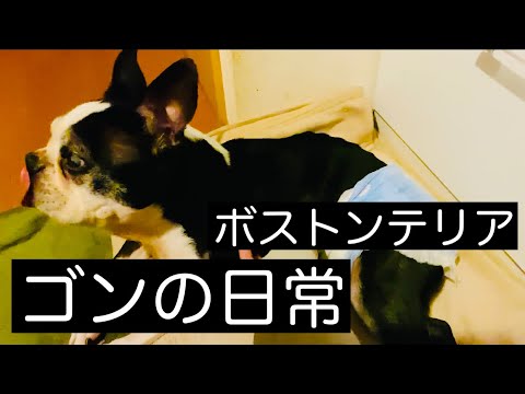 【ボストンテリア】ゴンの日常【愛犬】