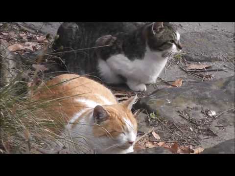 【美しき景色】　王子が岳からの美しい景色と多くの猫たち