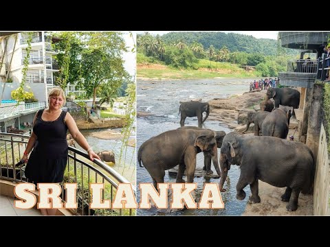 🇱🇰 PINNAWALA Śniadanie w towarzystwie słoni - Hotel Elephant Park w słynnym sierocińcu dla słoni 🦣