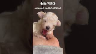 【マルプー】マルプー11匹家族＋3匹　生後19日目　犬らしくなってきた3パピー達　目が開いた姿のお披露目　#マルプー #mix犬 #多頭飼い #犬の妊娠 #犬の出産 #成長記録 #大家族