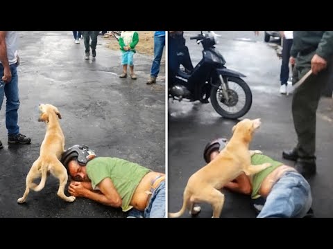 PRUEBAS DE QUE NO NOS MERECEMOS A LOS PERROS