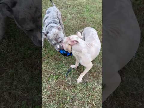 Friendly games between father and daughter #fyp #shorts #americanbully #viralvideos #training