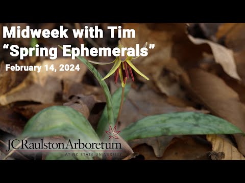 Midweek with Tim - "Spring Ephemerals"