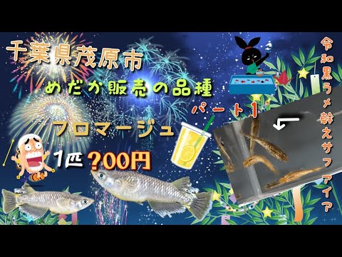 千葉県茂原市で開催される『茂原七夕祭り』！めだか販売する品種を紹介しますパート1。小学生·中学生限定がとてもヤバすぎる件！？　#夏#イベント#コラボ#メダカ#メダ活