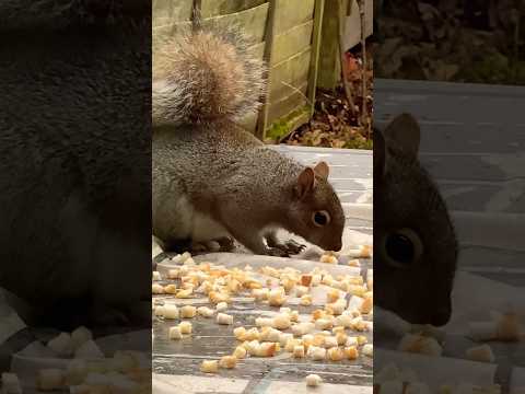 Starving Squirrel 🍪🐿️🤤#shortsvideo #shorts #squirrel #squishy #squirreladventures