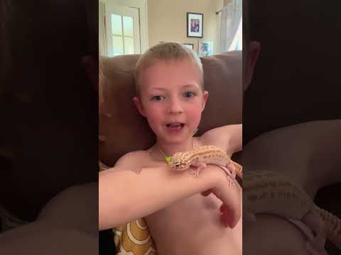 My Little Baby is Growing Up So Fast #leopardgeckos #kidsvideo #kidsanimalsvideos #gecko