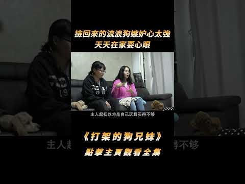 收養的狗天天欺負自家狗，女主人想一碗水端平，訓犬師卻說她錯了#shorts