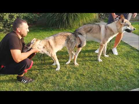 Czechoslovakian Wolfdog Mating - CW 1996 Crazy Tarak x Vanya Lupi del Montale