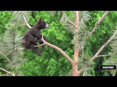 Jungle Wildlife HD 🌿🍃 - Life of Nature Animals &  Birds in forest | Relaxation |Forest Edition