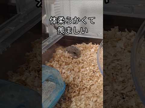 体柔らかいハムスター（ピク）#ハムスター #柔らかい #可愛い#癒し#hamsters #cute