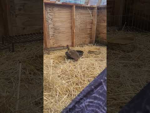 Baby Duck #shortvideo #fypシ #babyduck #animalsvideo