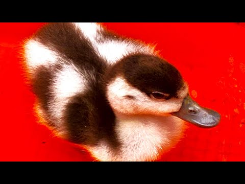 👀 The CUTEST Rescue DUCKLING Ever 👀 SHELDUCK Rehab And Release