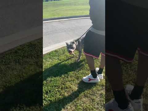 Let’s play #amercianbully #dog #fyp #shortsviral #shortvideos #puppy #shorts