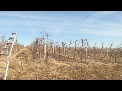 USDA chooses not to renew contracts with Iowa farmers