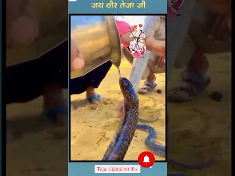 जय वीर तेजाजी 🐍🐍#youtubeshorts#teja#teejay#sortfeed#feedshorts#sortssorts#viralshorts#trendingvideo