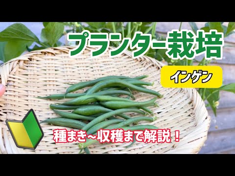 【野菜】インゲンのプランター栽培