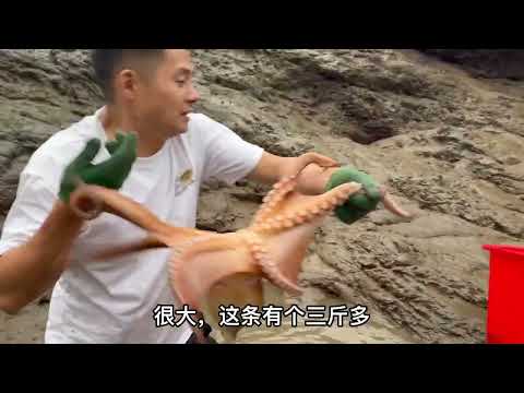 【阿向趕海】超大石斑魚打窩 ,制服十幾斤重大鯊魚 八爪紅鰻橫行，魚獲賺3000元