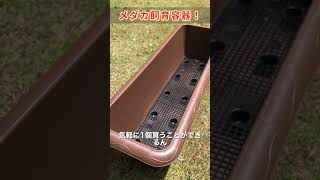 スーパーで激安メダカ容器発見！　メダカ飼育　ビオトープ