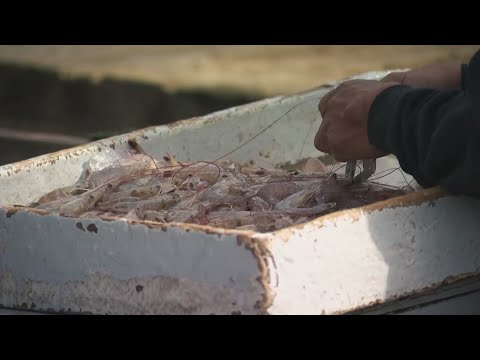 Most Galveston restaurants serve foreign shrimp despite Gulf claims