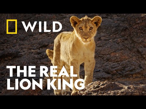 All About Lions | The Real Lion King | National Geographic WILD UK