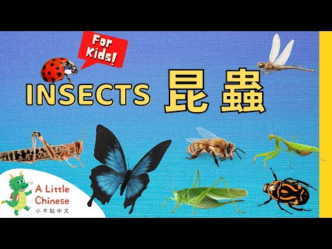 21 Insects 昆蟲 | Simple Insect Vocabulary in Traditional Chinese | Learn Chinese for Kids & Toddlers