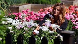 How I Grow Ranunculus & Anemones + Planting Sunflower & Zinnia Seeds! 🌸🌼💚 // Garden Answer