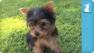 Yorkie Puppies First Time on Grass - Puppy Love