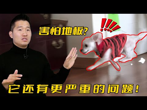 6歲的狗害怕地板，主人請來訓犬師教導，卻意外發現更嚴重的問題