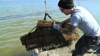 Chesapeake Bay oysters make a comeback