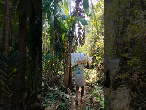 Areca harvest #farming #agriculture #malnadu #trending #green #new #viralvideo #arecanut #malnadu #1