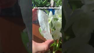 Lemurian Beauties