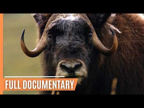 From Deserts to Tundra: The Incredible Journey of Mutton | Full Documentary