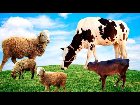 Animals video for kids | animals video cow | kids animals video