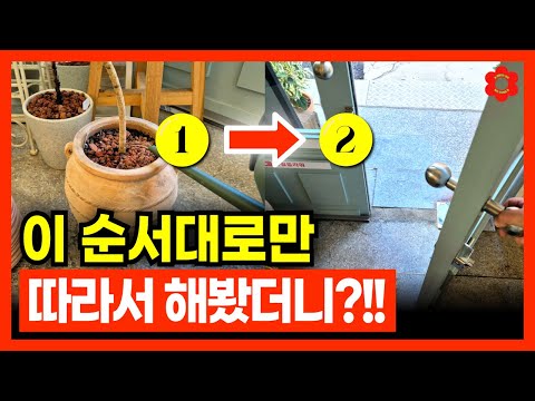 [식물 전문가의 비법 대공개🙋‍♂️] 아침엔 이것만 해주면 됩니다ㅣ🪴가장 완벽한 식물 관리 방법! 출근 전 아침에는 이렇게 해주세요, 식물이 빠르게 성장합니다💪 (순서의 중요성)