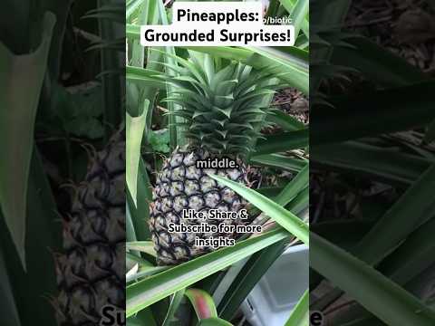 Pineapples: Grounded Surprises! #superfood #superfoodsecrets #facts #fruit #nutritionfacts #healthy